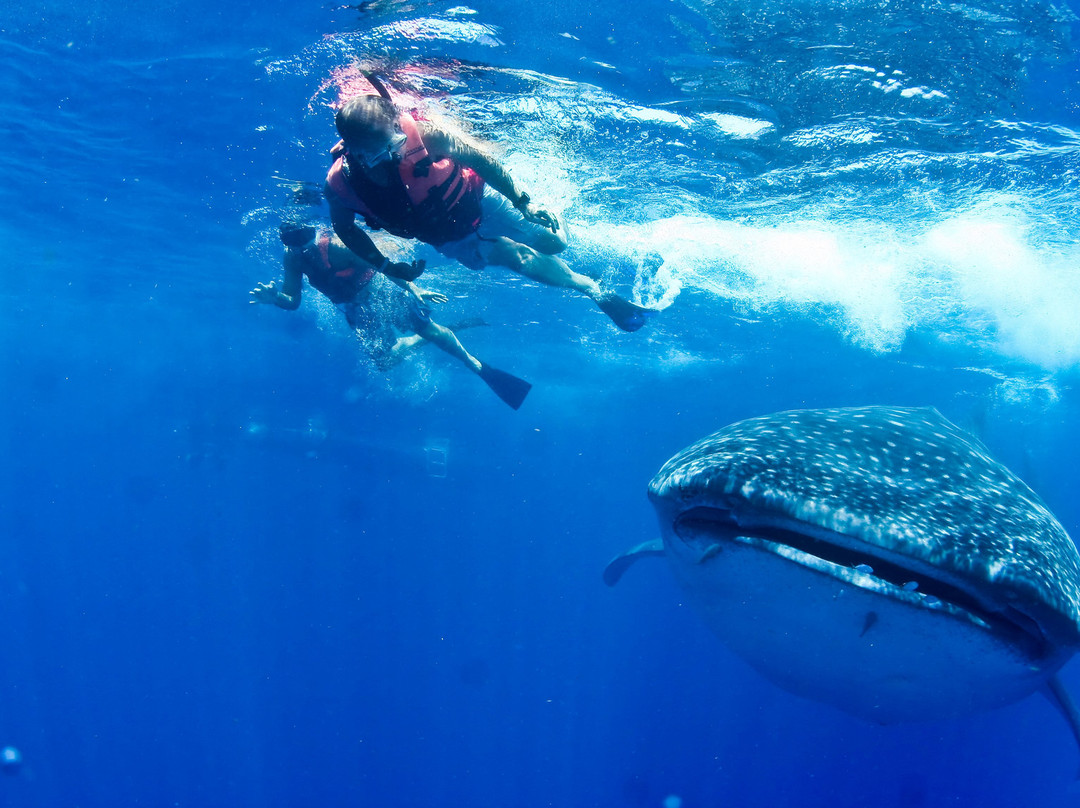 Swim With Whale Sharks-坎昆必去景点