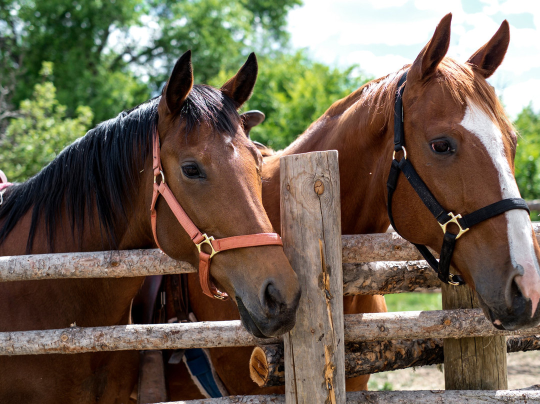 Red Horse Riding Company