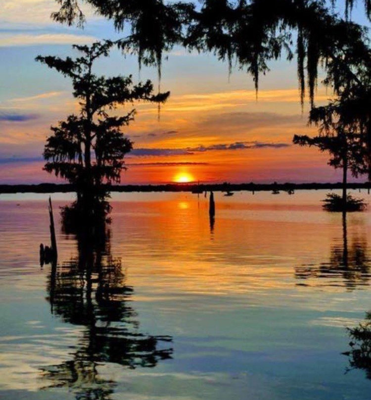 Louisiana Swamp Tours景点图片