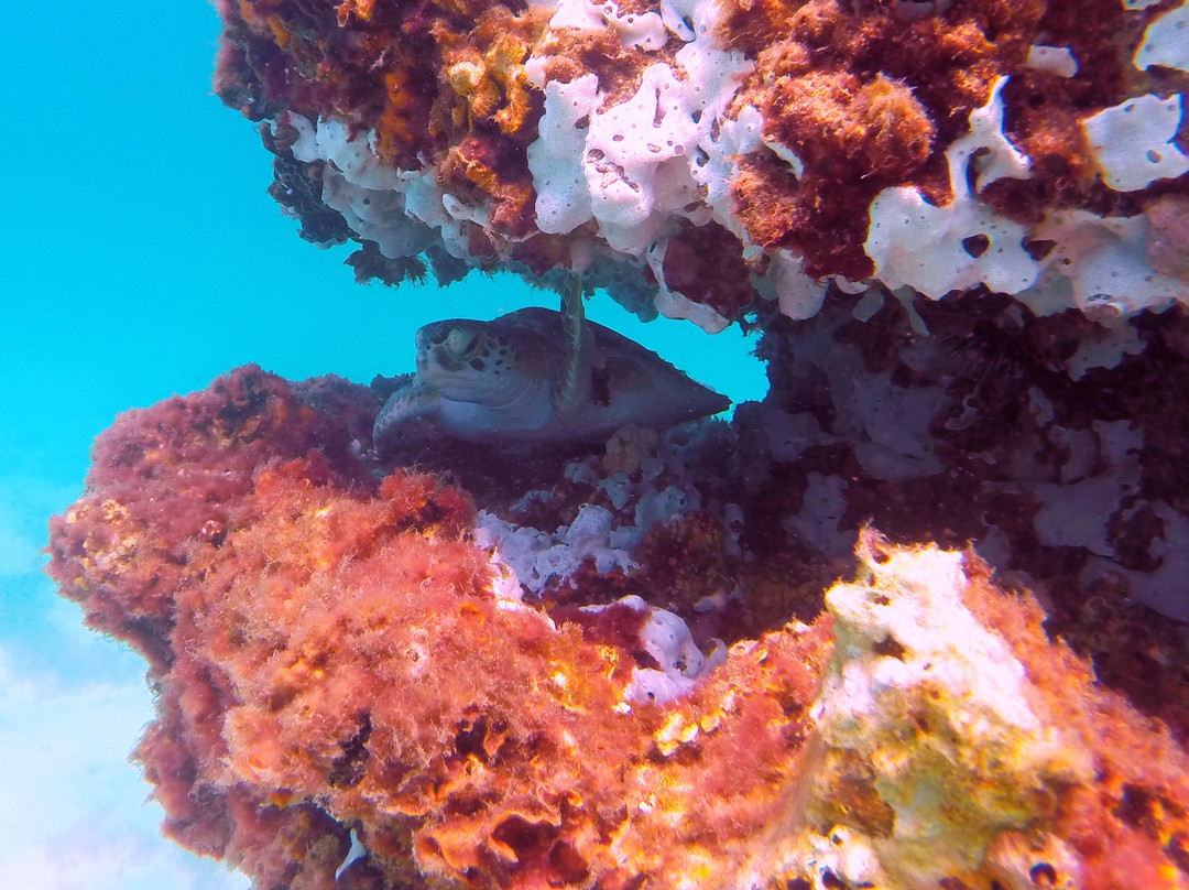 Navarre Beach Marine Sanctuary景点图片