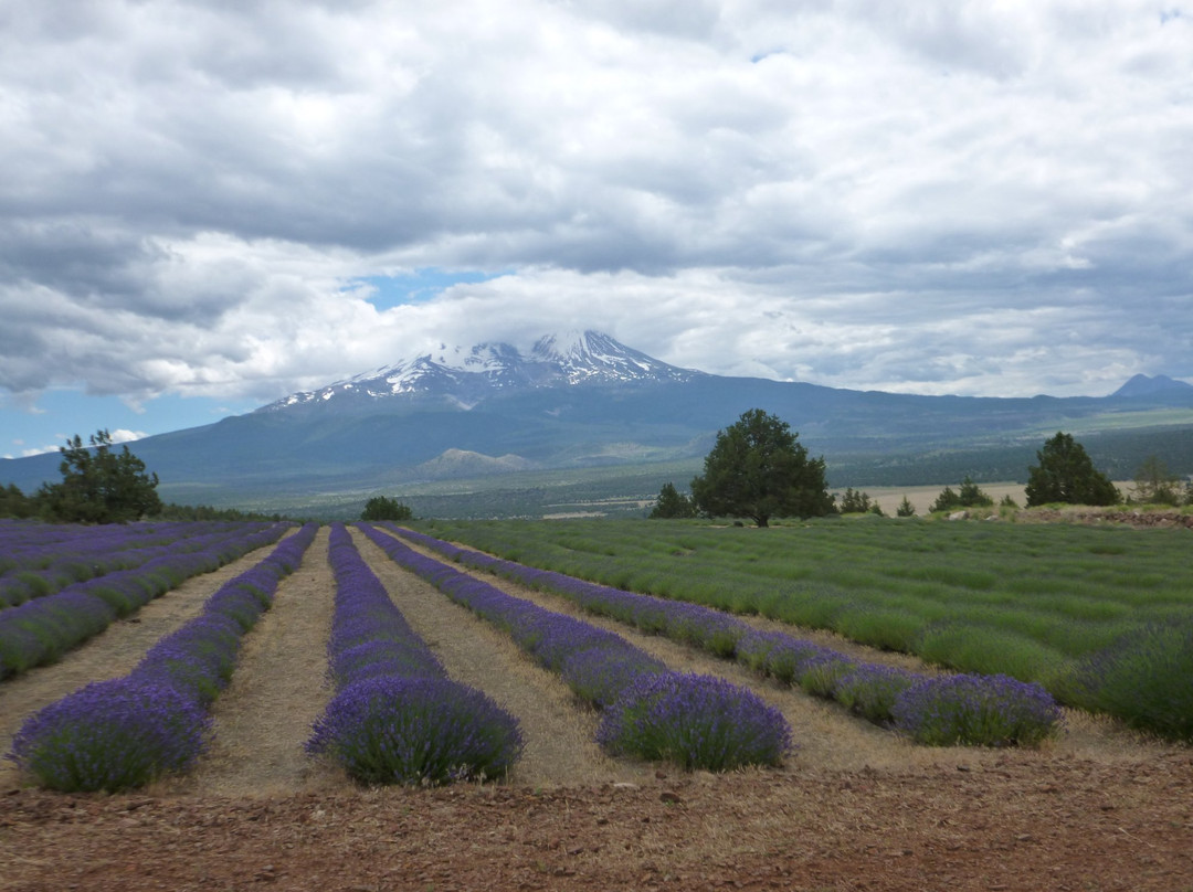 Mt Shasta Lavender Farm景点图片