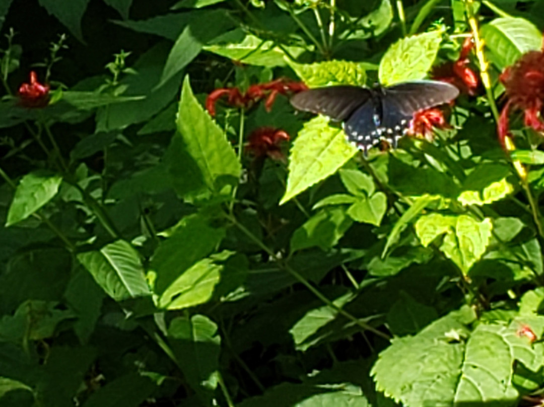 Walker Falls-Barnardsville必去景点