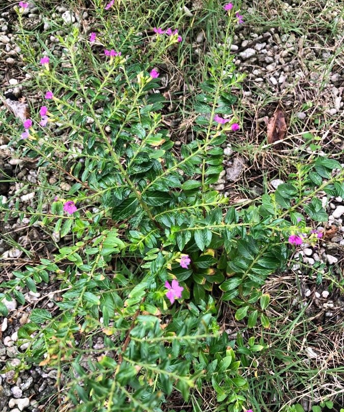 Vieni Qua Grand主图