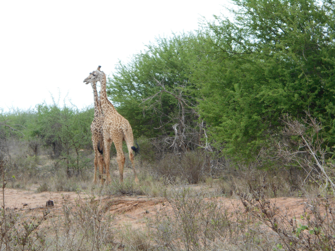 null-Akagera National Park