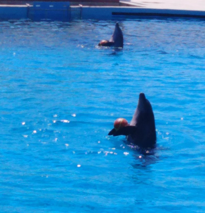 Alanya Fun Sea Park景点图片
