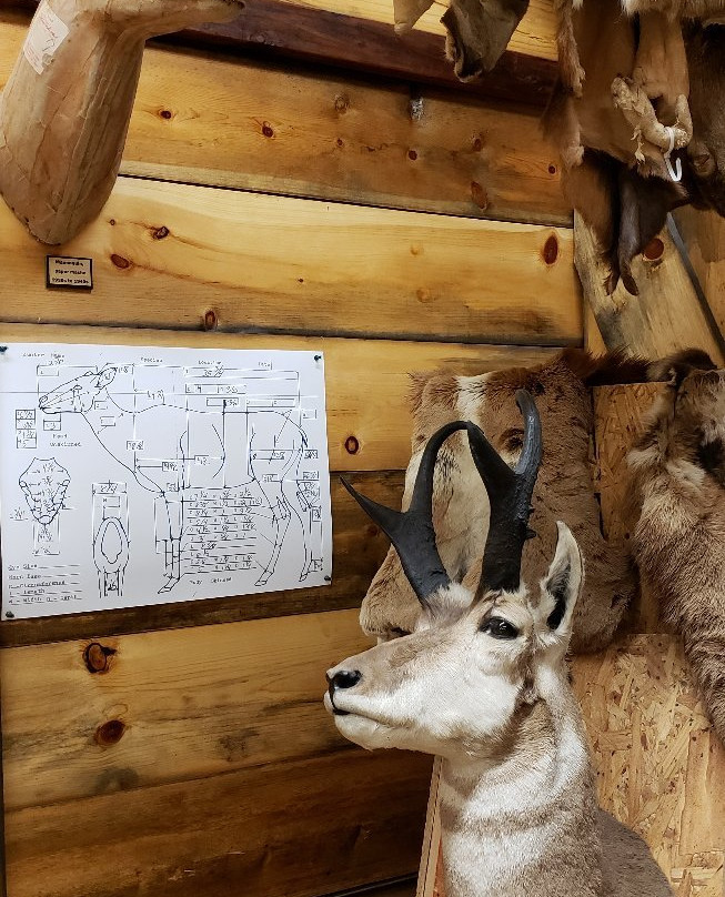 Werner Wildlife Museum-卡斯珀必去景点