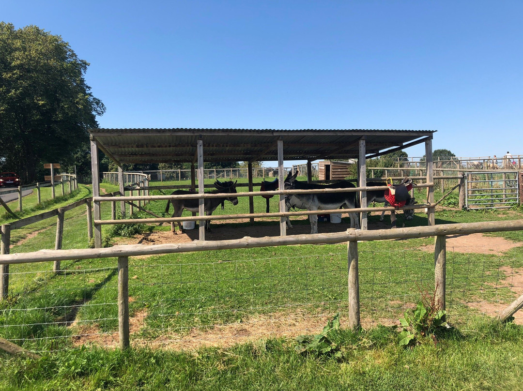 Scotty's Donkeys and Animal Park-Norton必去景点