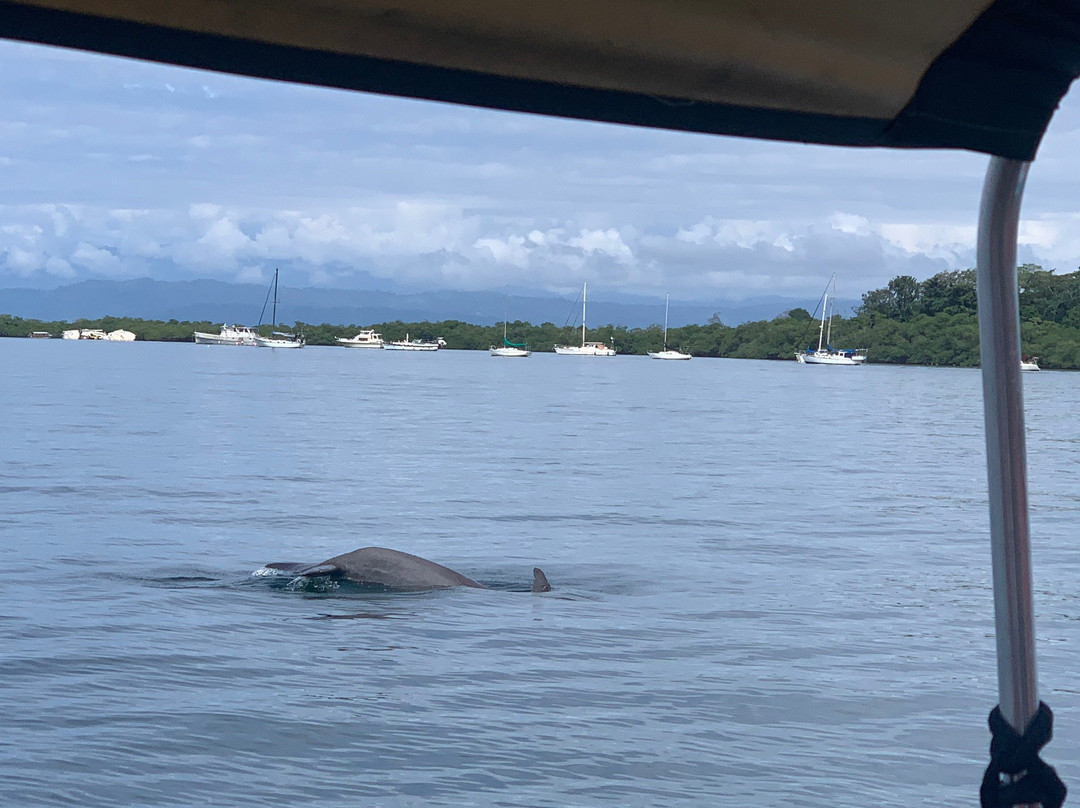Dolphin Bay Preserve景点图片