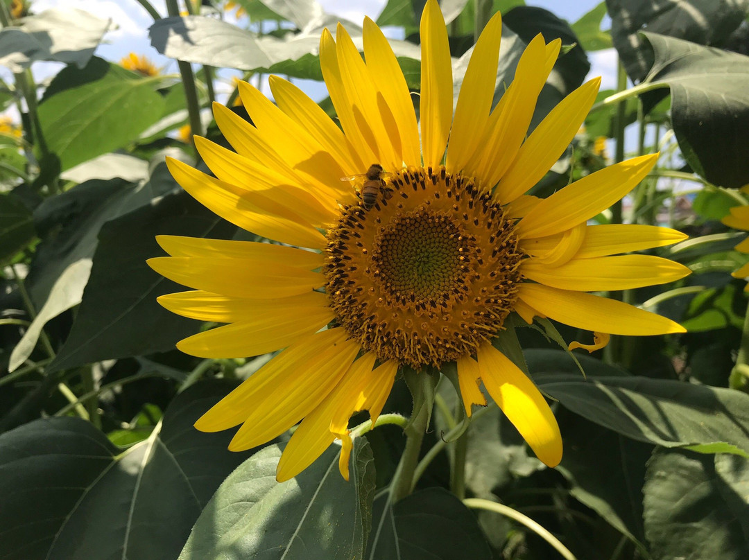 Kiyose Sunflower Farm-清濑市必去景点