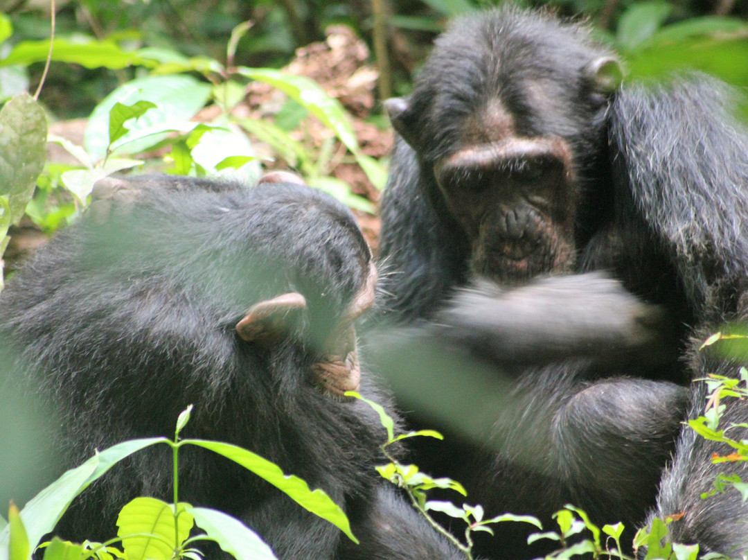 Watalii Safaris-坎帕拉必去景点