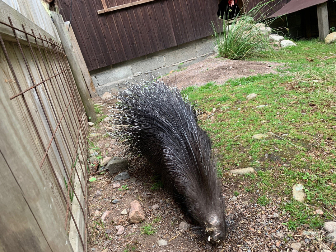 Lomamäki Petting Zoo-Inkoo必去景点
