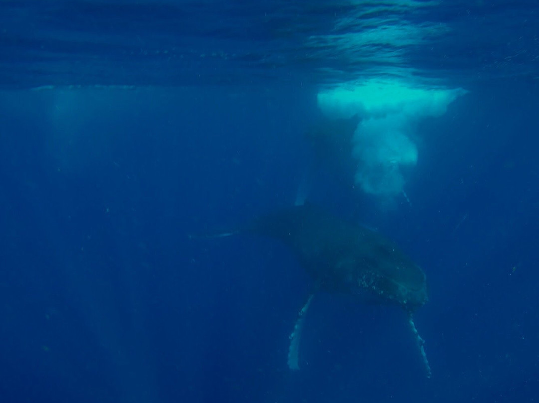 Whale Dive Tonga景点图片