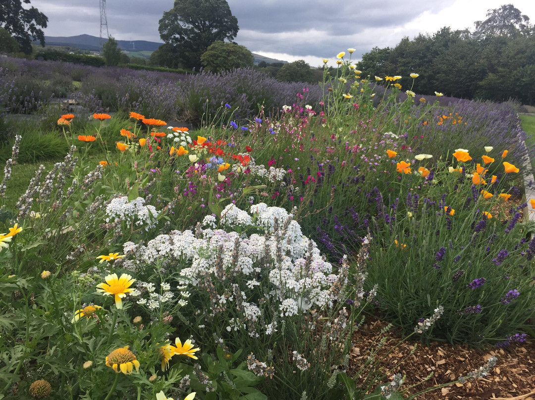 Wexford Lavender Farm景点图片