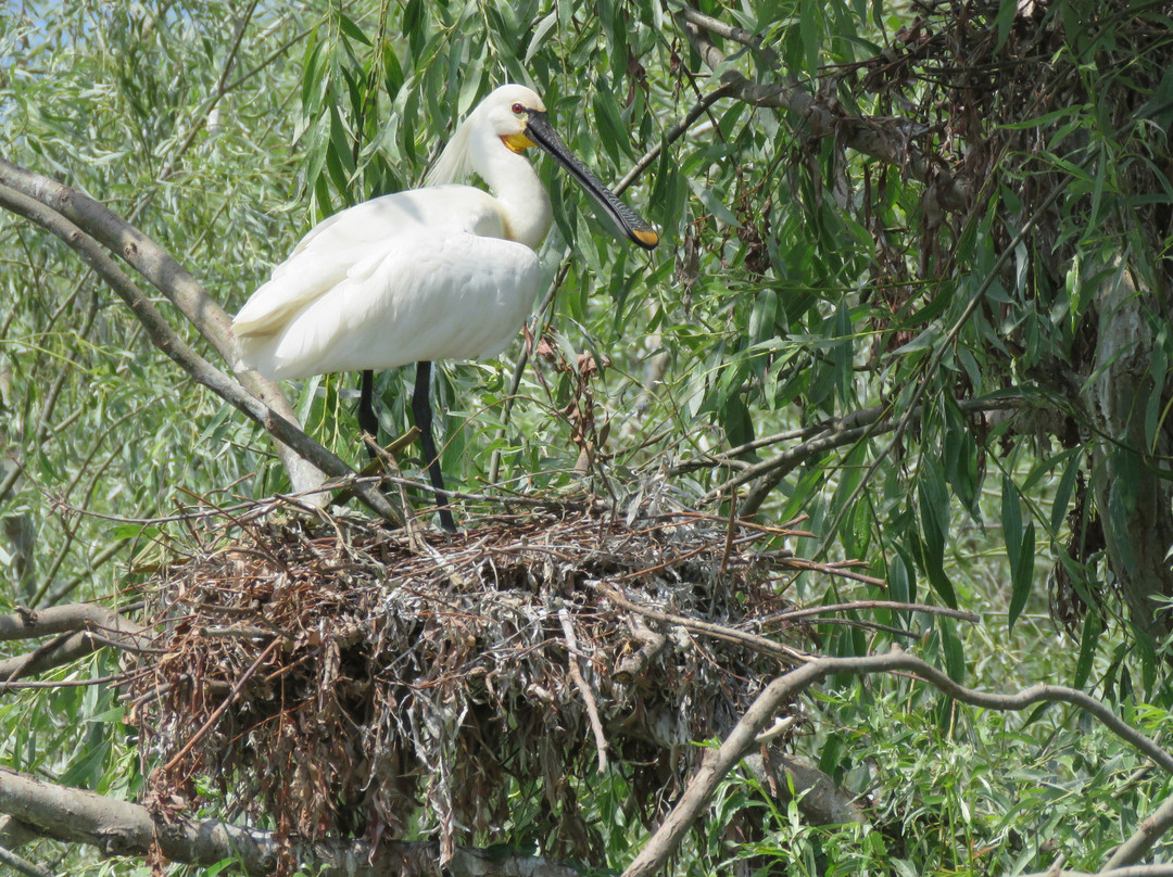 Danube Delta Wildlife Boat Tours景点图片