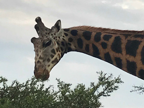 Triple Tee Adventures Ltd-坎帕拉必去景点