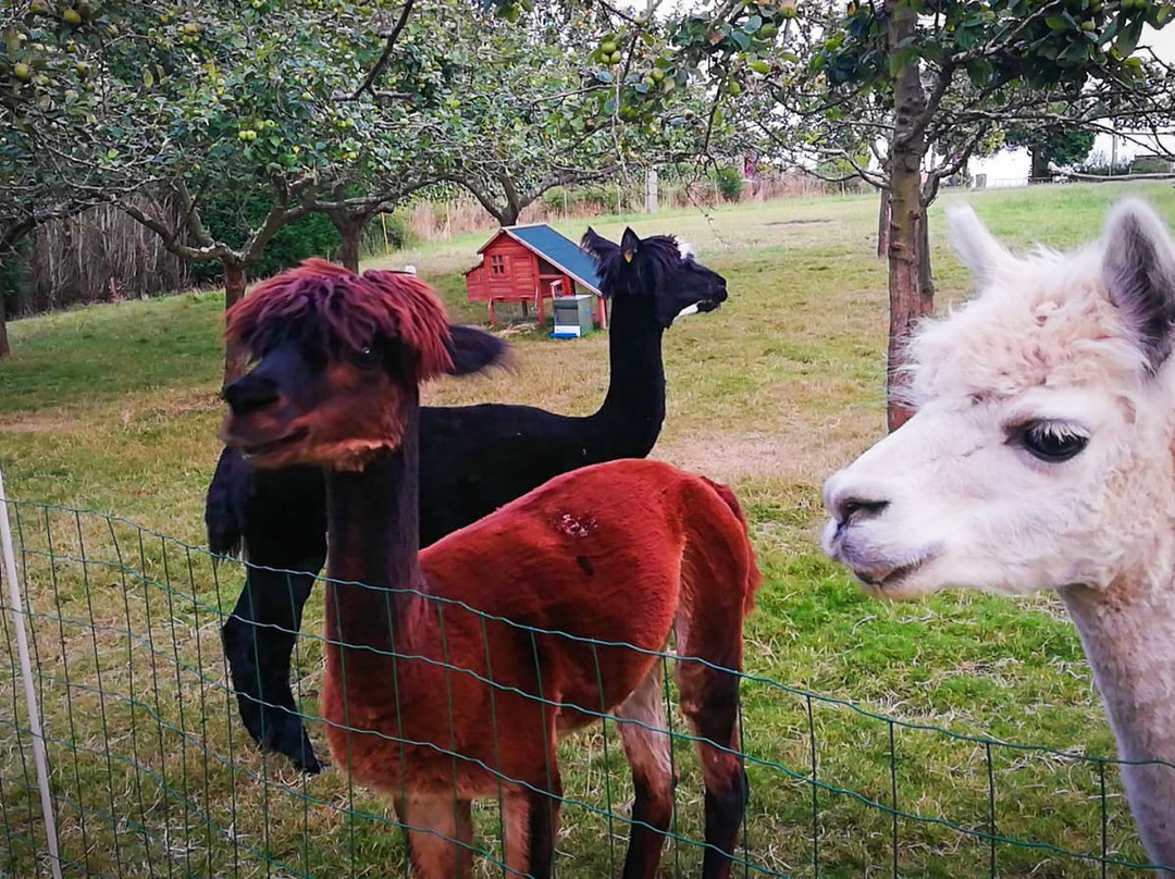 3 Alpacas主图
