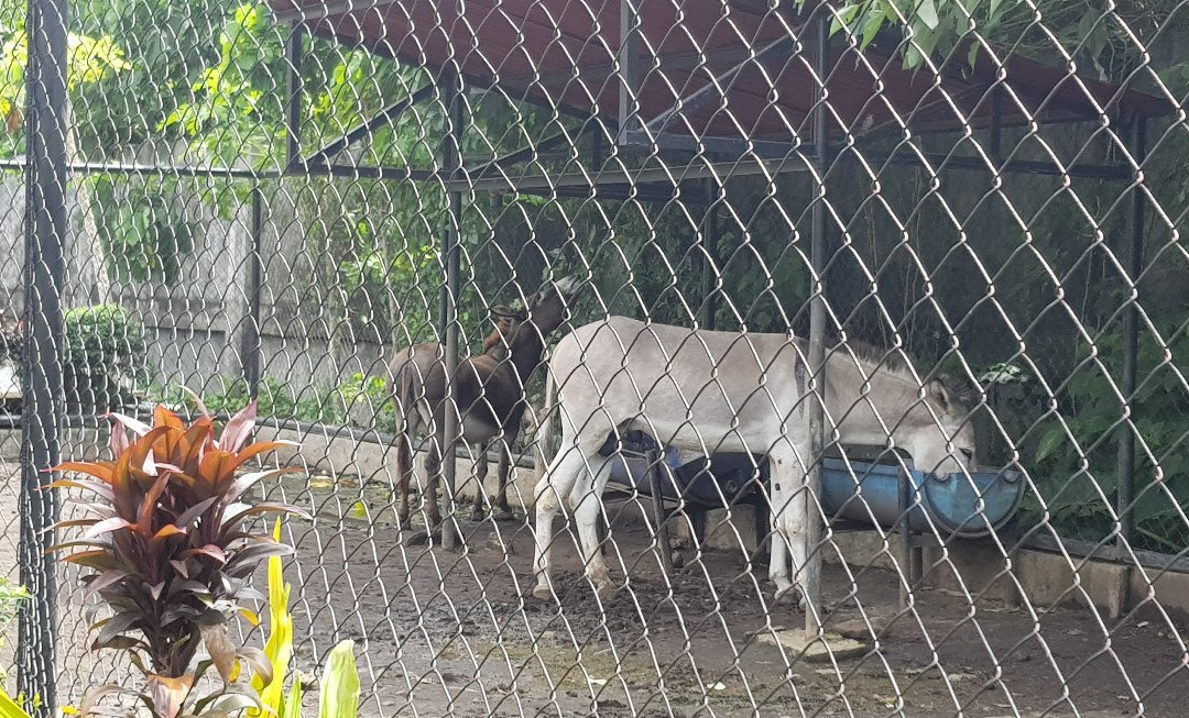 Albay Park and Wildlife-雷加斯皮必去景点