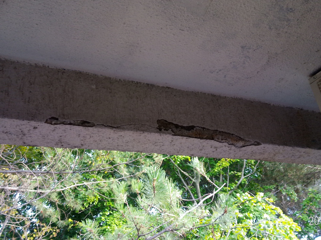 Hotel Orchidea主图