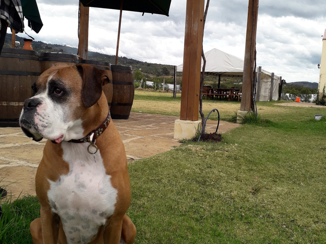 Viñedo Ain Karim-莱瓦镇必去景点