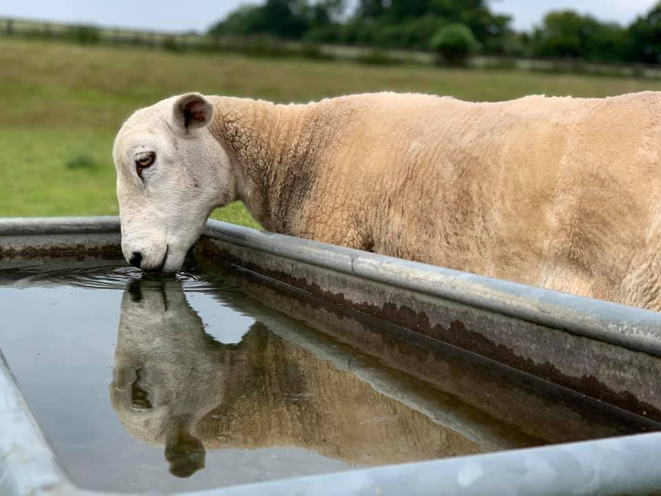 National Animal Welfare Trust Berkshire-Great Shefford必去景点