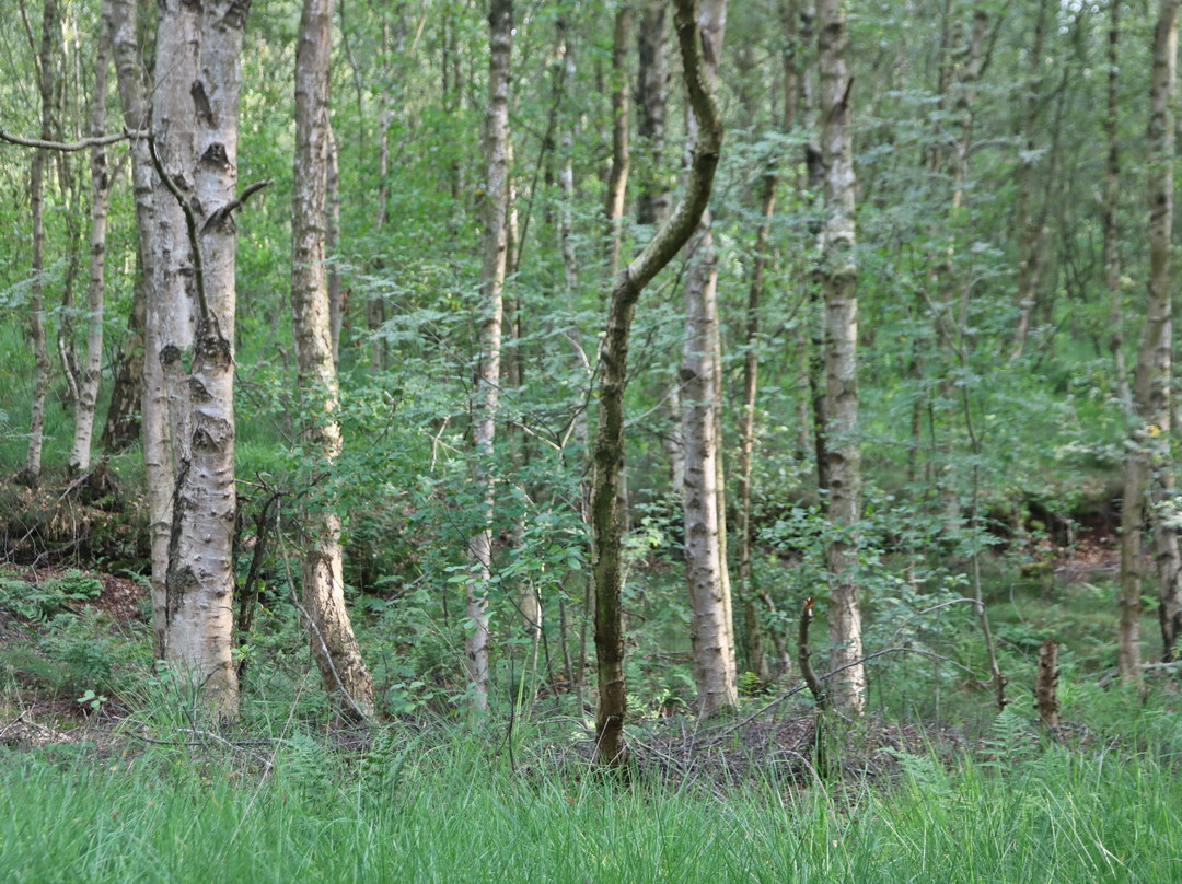 Moor bei Niedersandhausen-Osterholz-Scharmbeck必去景点