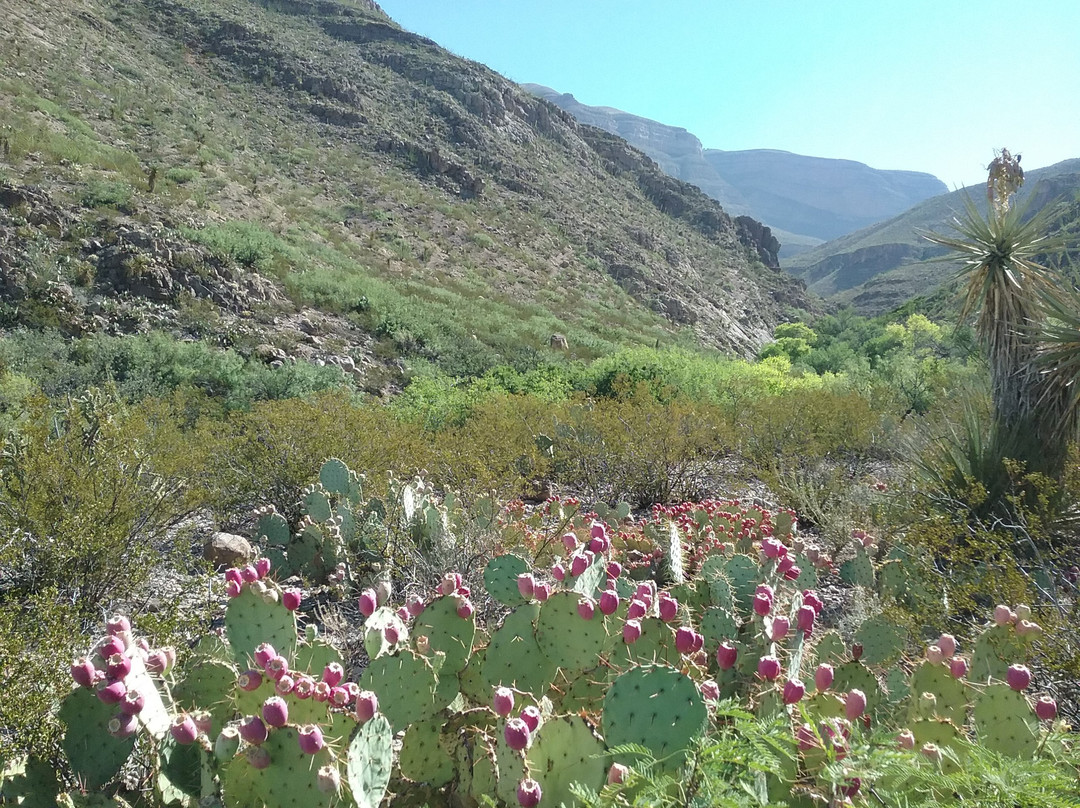 Oliver Lee Memorial State Park-阿拉莫戈多必去景点