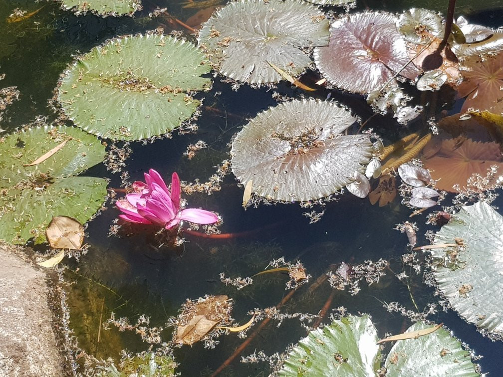 Cooktown Botanical Gardens-库克敦必去景点