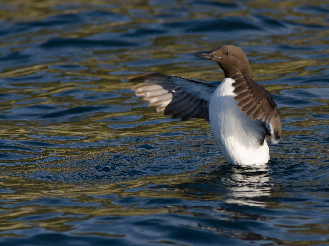 Andy Davies Photography & Video - Skomer Island Photography Workshop景点图片