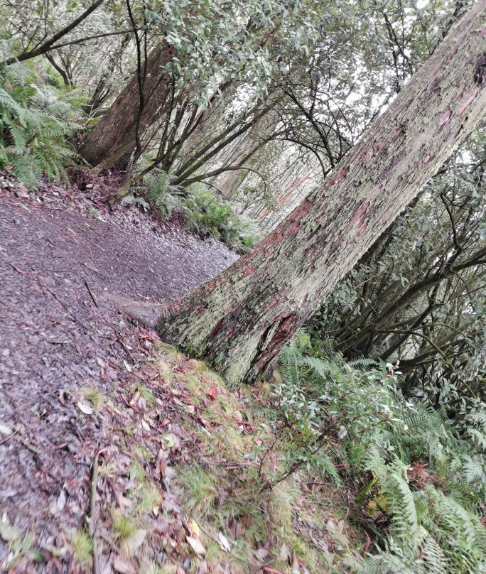 Mount Macedon-马其顿必去景点
