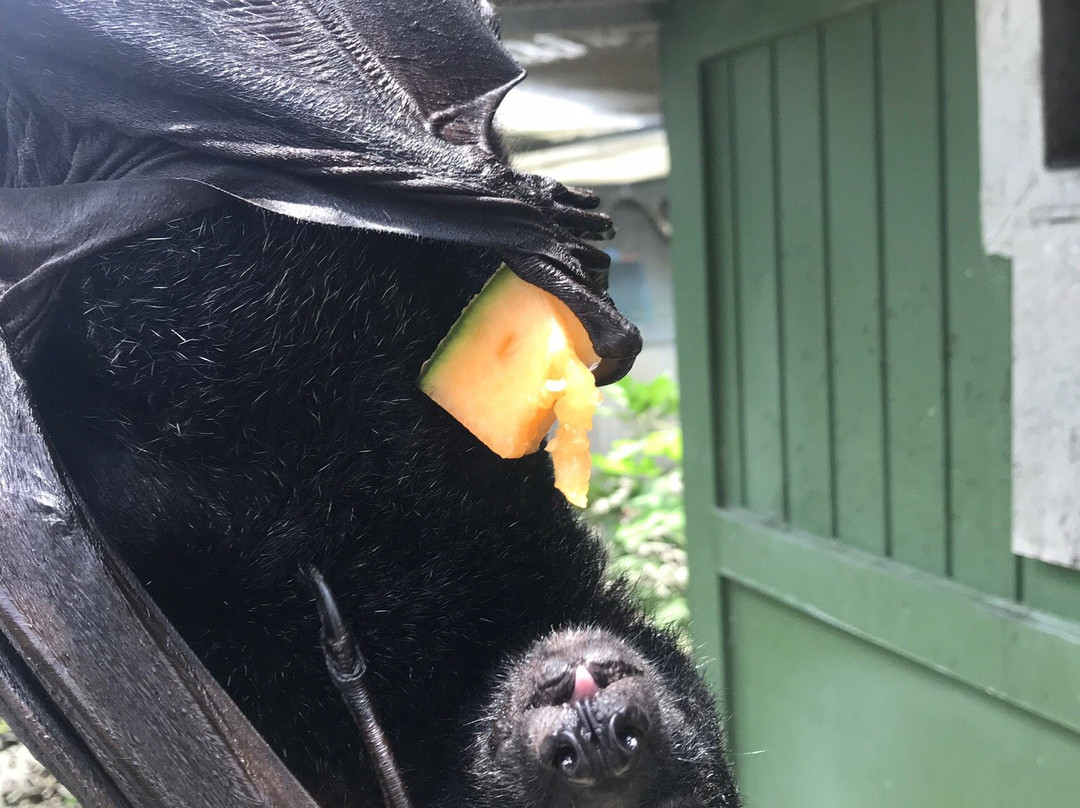 Lubee Bat Conservancy-盖恩斯维尔必去景点