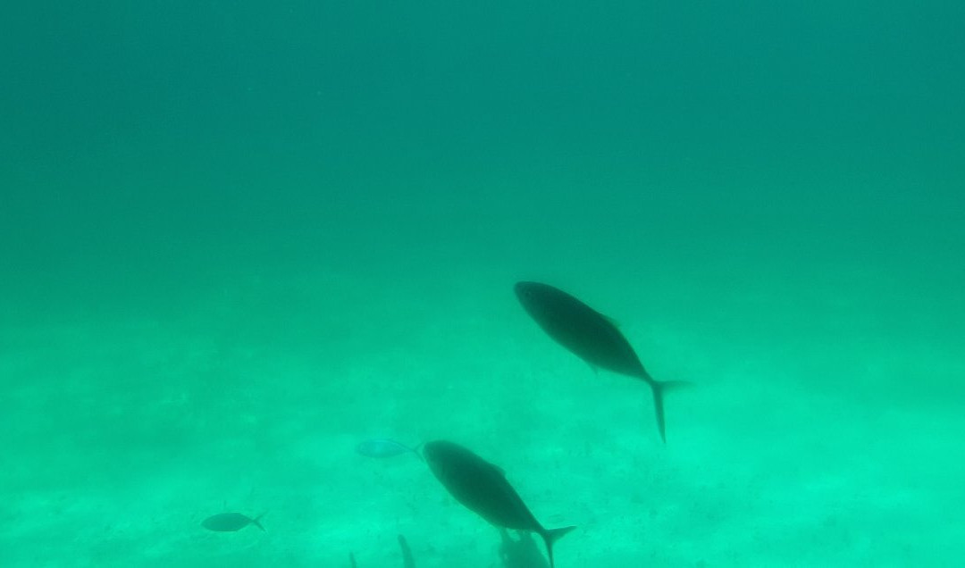 Seaworld Explorer-拿骚必去景点