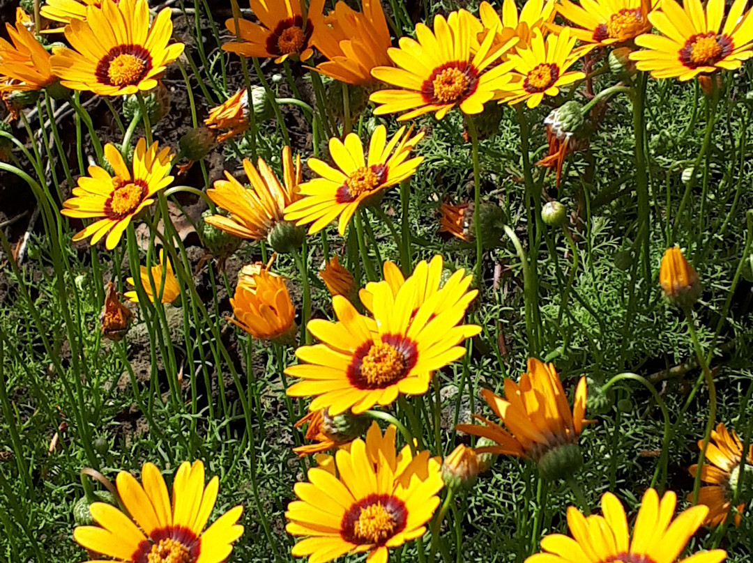 Botanischer Garten Mainz景点图片