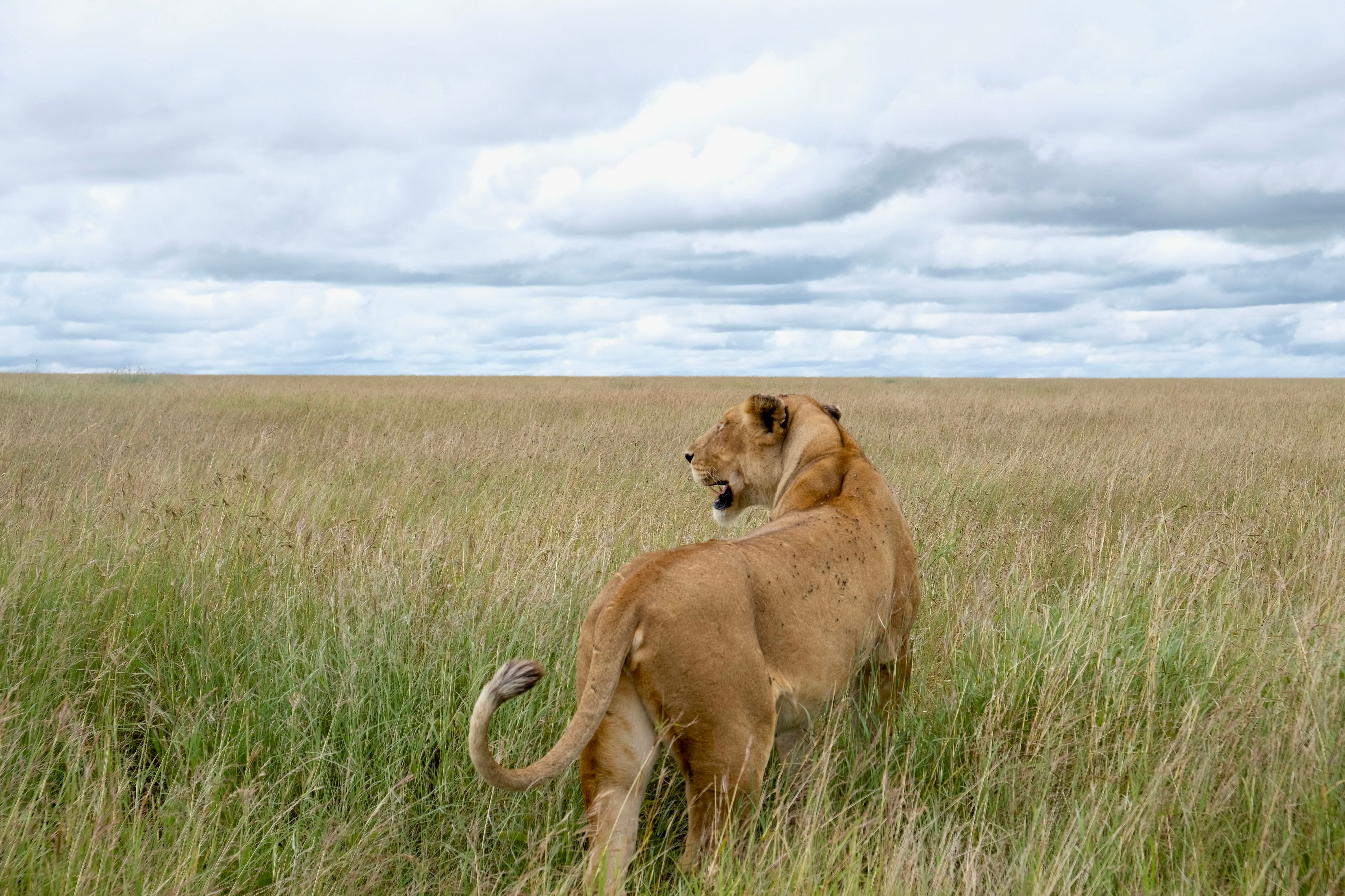 Leganishu Maasai Cultural Homestay-官方