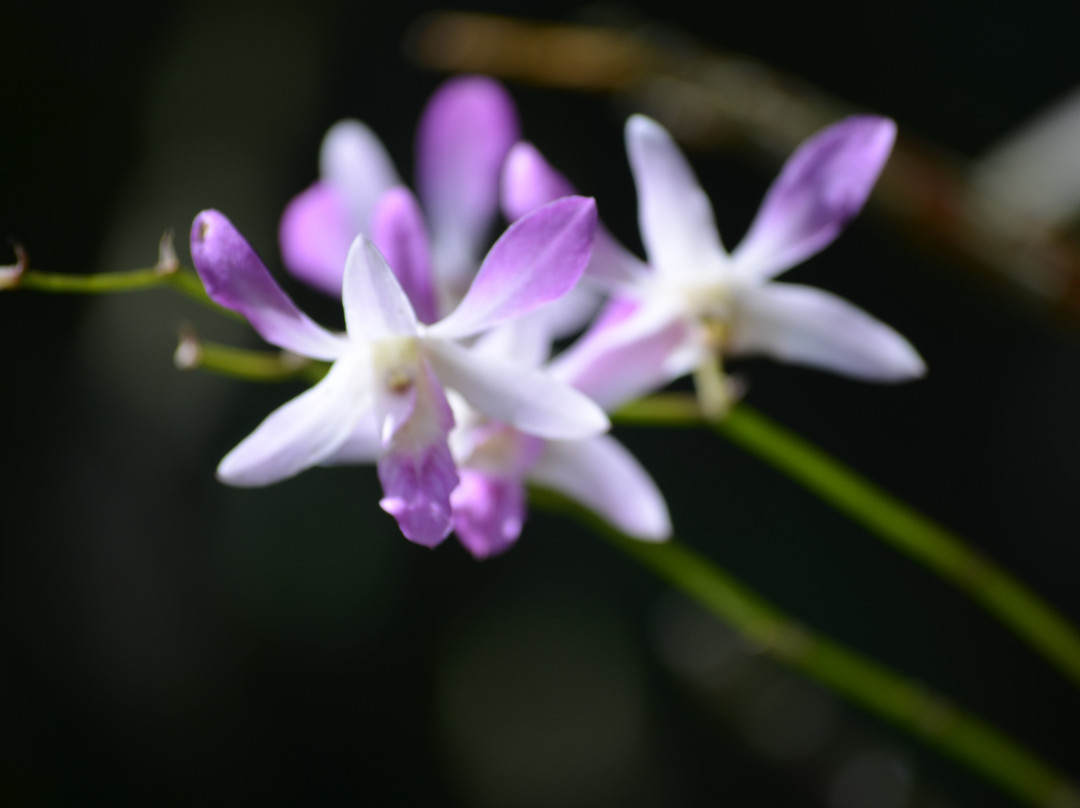 National Orchid Garden-莫尔兹比港必去景点