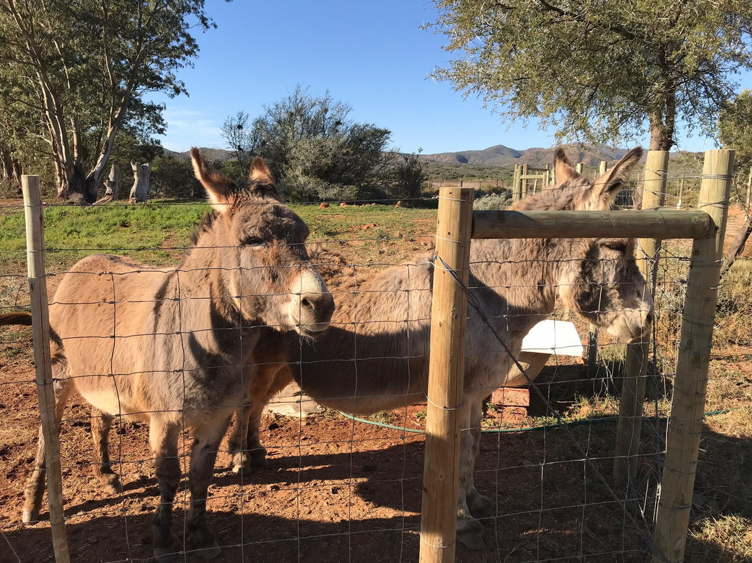 Eseltjiesrus Donkey Sanctuary景点图片