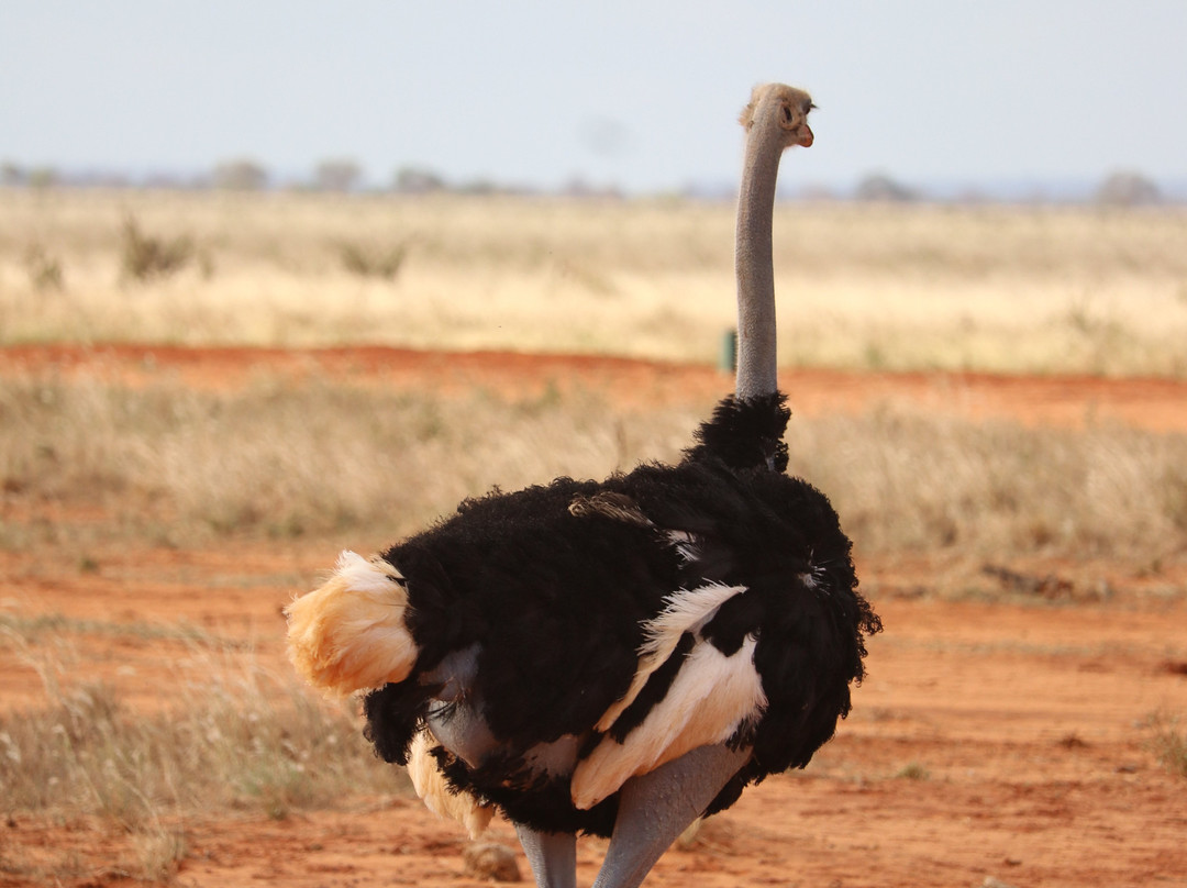 Jorim Tours And Safaris Day Tours-蒙巴萨必去景点