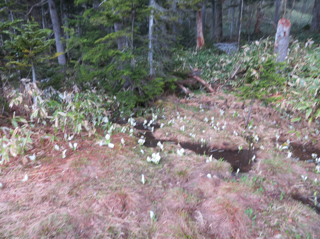 Oe Wetlands-南会津町必去景点