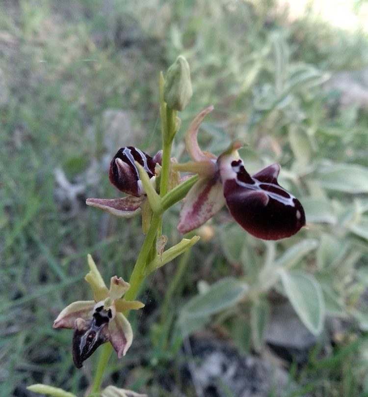 Cephalonia Botanica-阿尔戈斯托利翁必去景点