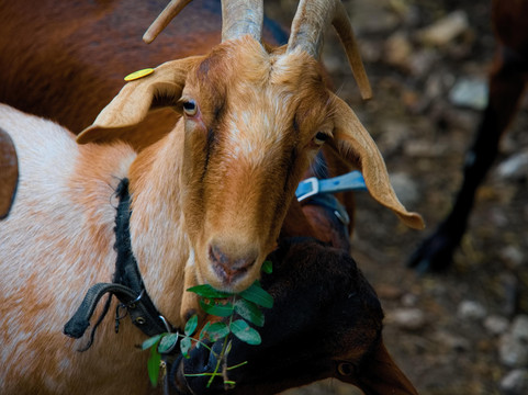 Horesh goat cheese-Kiryat Tivon必去景点