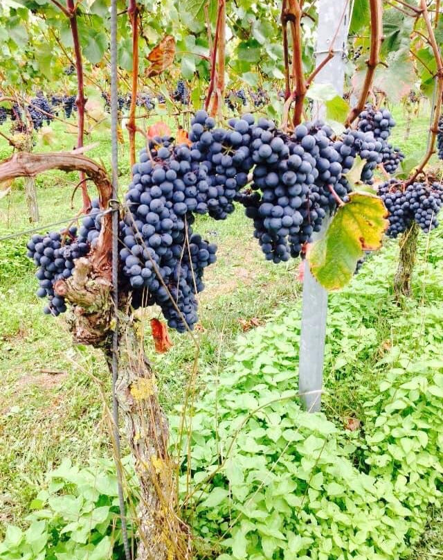 Wijngaard Hof van Baarle-巴勒纳绍必去景点