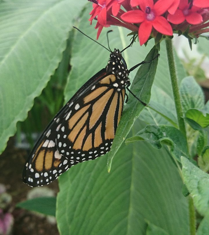 St Andrews Botanic Garden景点图片