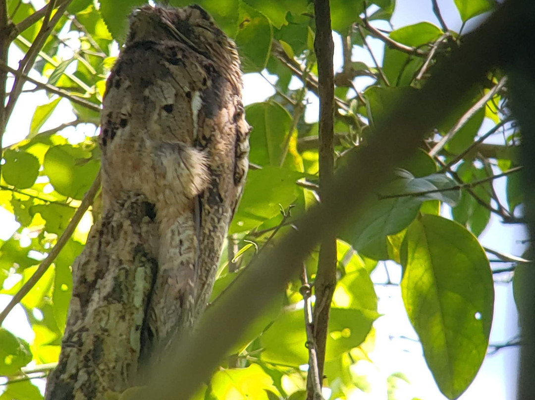 Manuel Antonio National Park景点图片