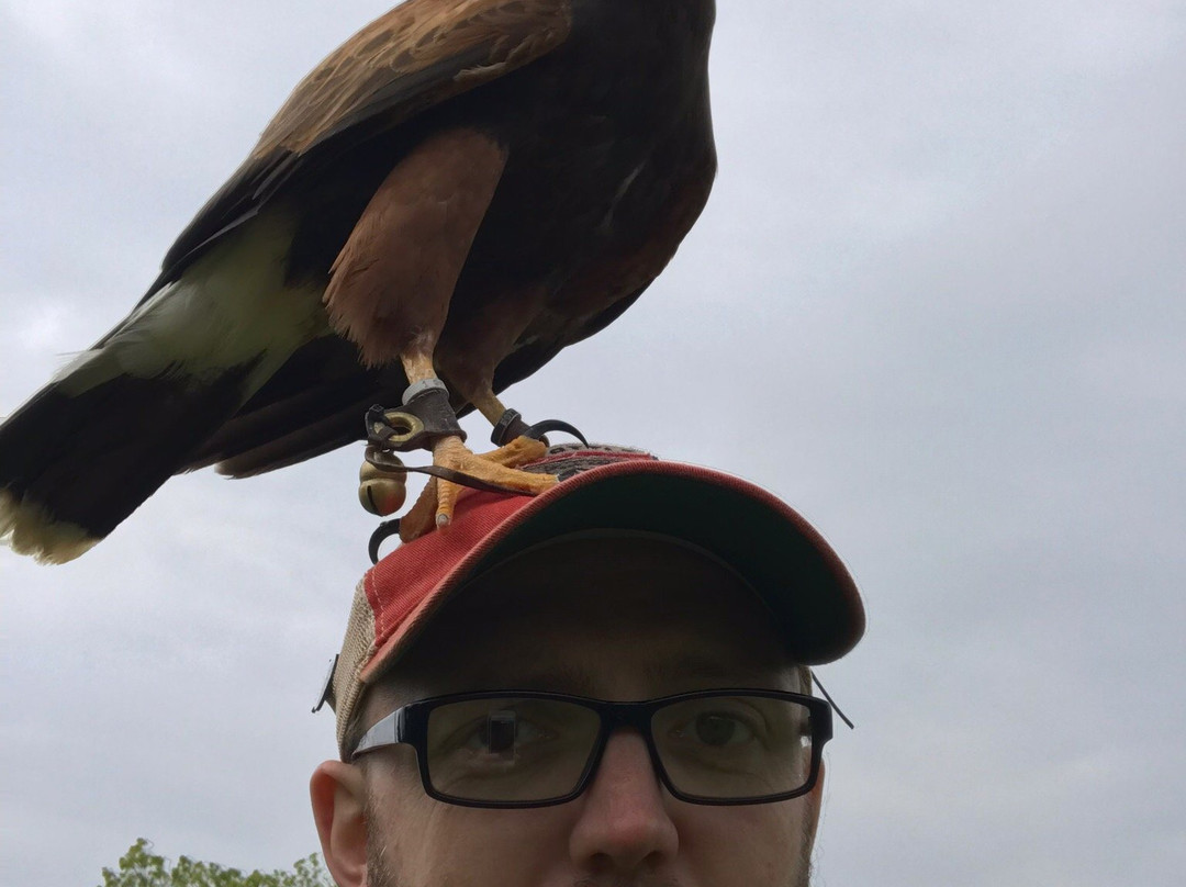 Falconry Experiences景点图片