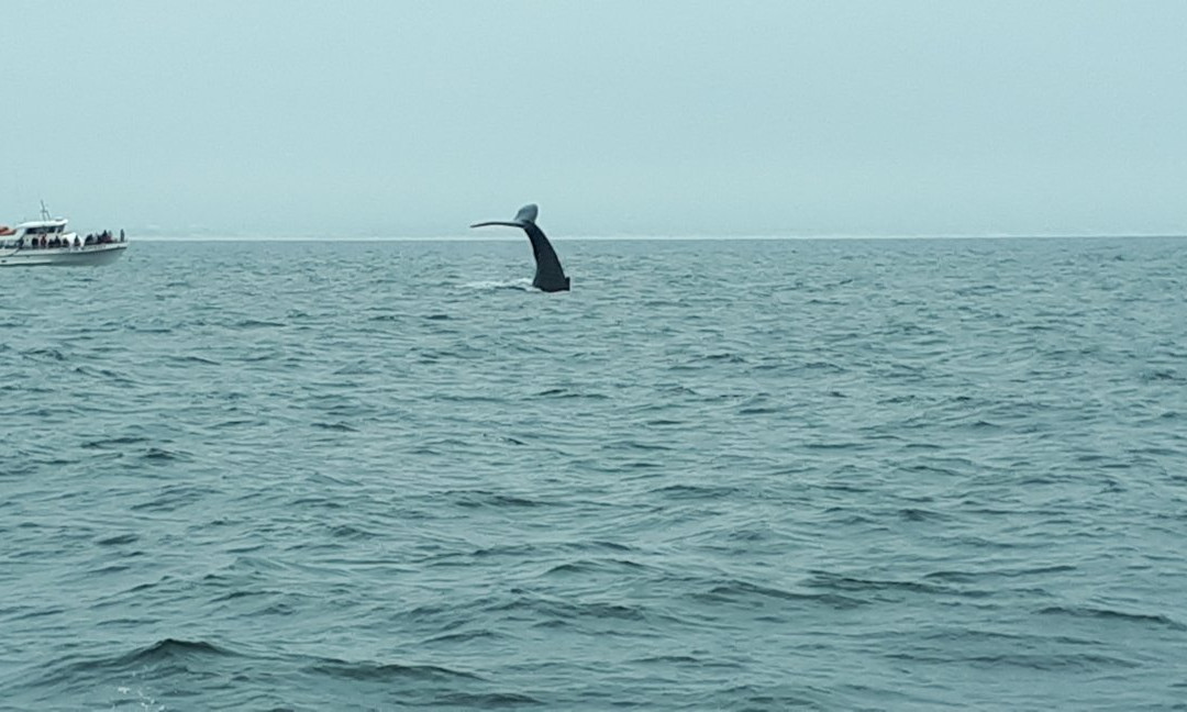 Discovery Whale Watch景点图片