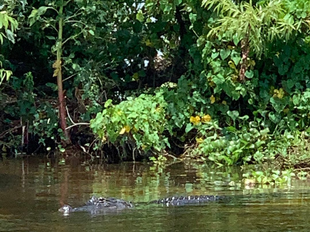 Gator Bait Airboat Adventures景点图片