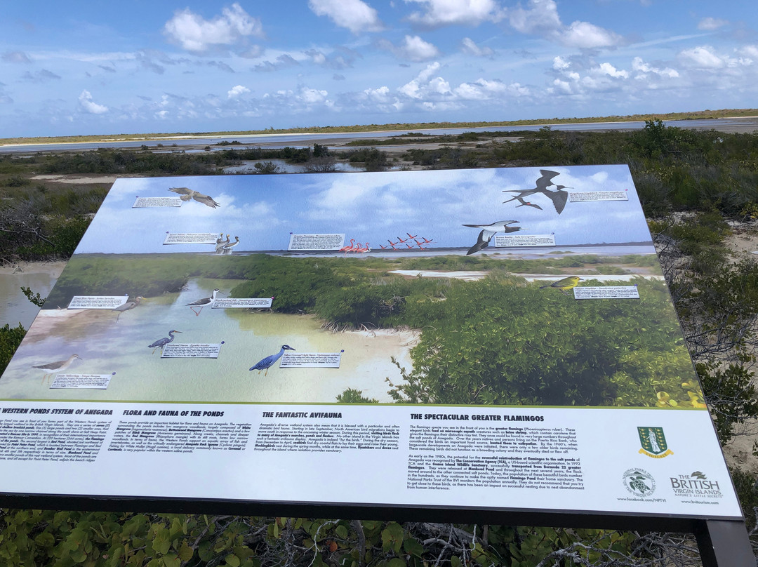 Flamingo Pond-Anegada必去景点