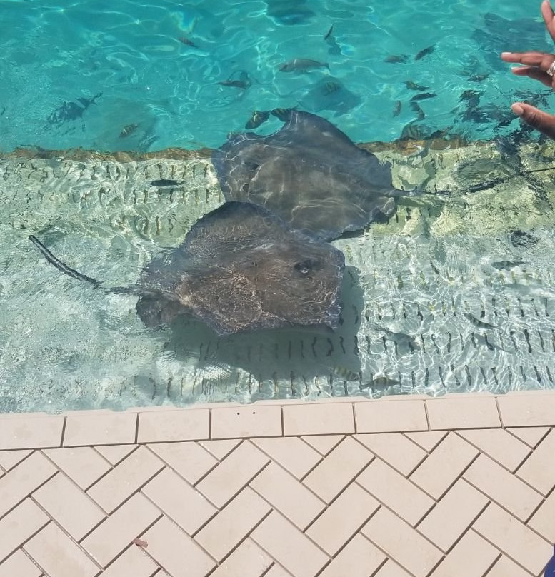 My Bahamas VIP Concierge-拿骚必去景点