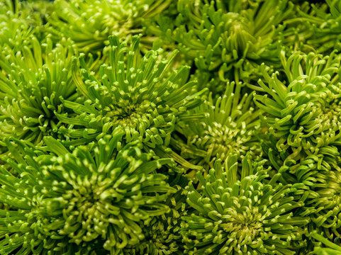 Flowers by EA-普罗维登西亚莱斯必去景点