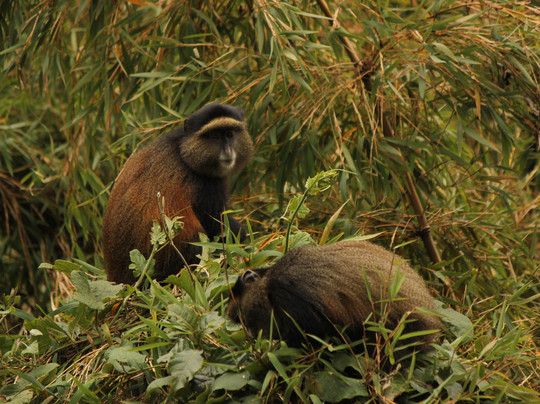 Red Rocks Rwanda Activities-Ruhengeri必去景点