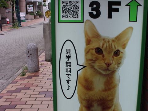 猫カフェNyanny(ニャニィー)-神户市必去景点